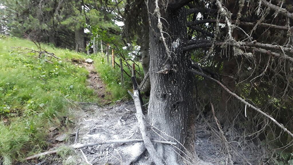 Ein Blitz setzte am Wochenende im Lungau einen Baum in Brand.