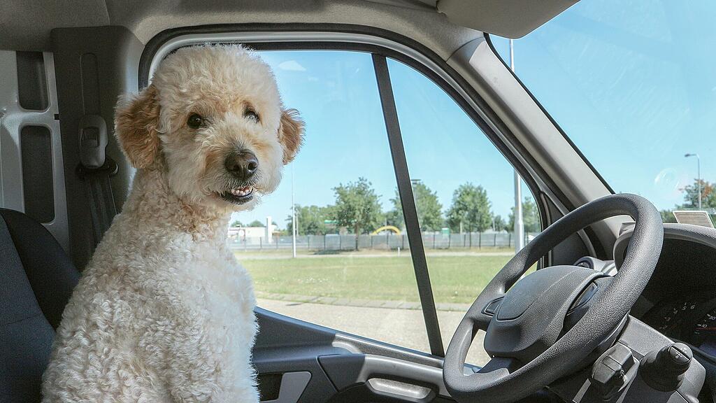 Hund, Auto, Pudel, SB