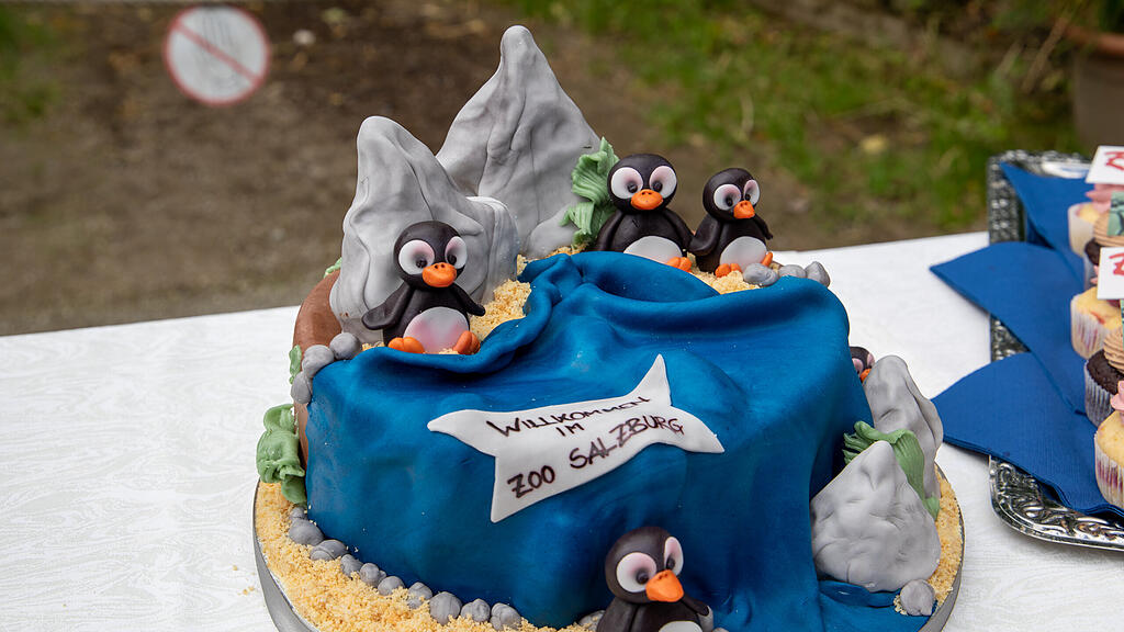 Zoo Salzburg, Brillenpinguine