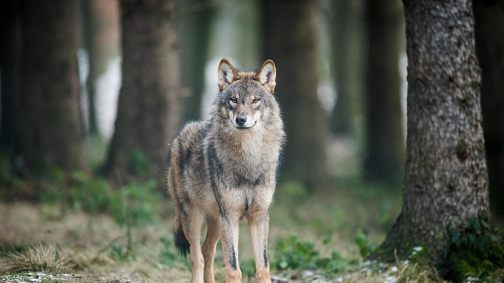 Es bleibt weiter unbestätigt, ob ein Wolf in Salzburg sein Unwesen treibt.