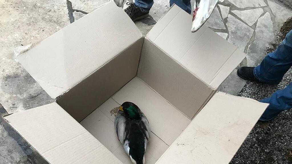 Tierquäler am Lepi Weiher, Ente, Erpel
