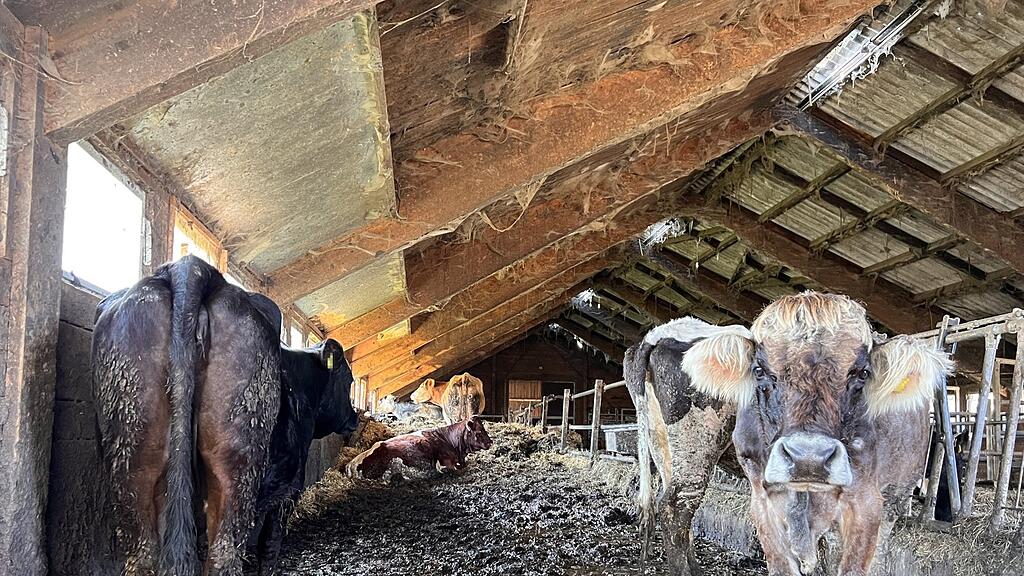 Stall Vorarlberg
