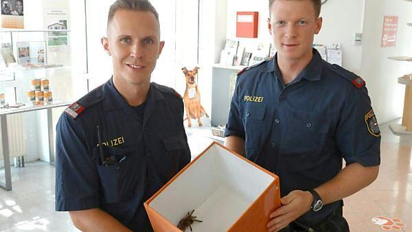 Die Beamten übergaben die Spinne dem Tierschutzverein