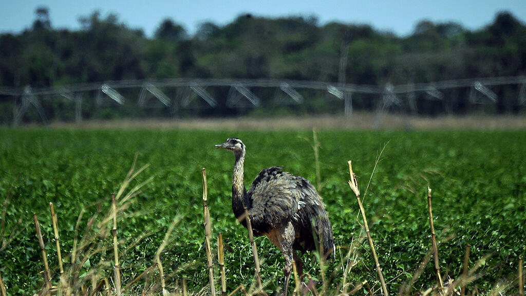 emu.jpg