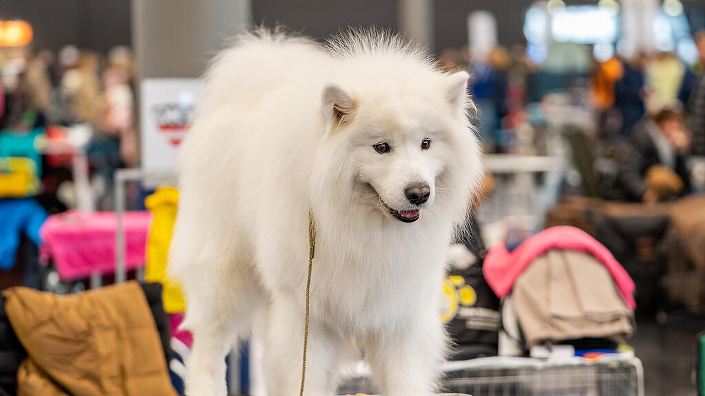 Internationale Hundeausstellung Salzburg 2022