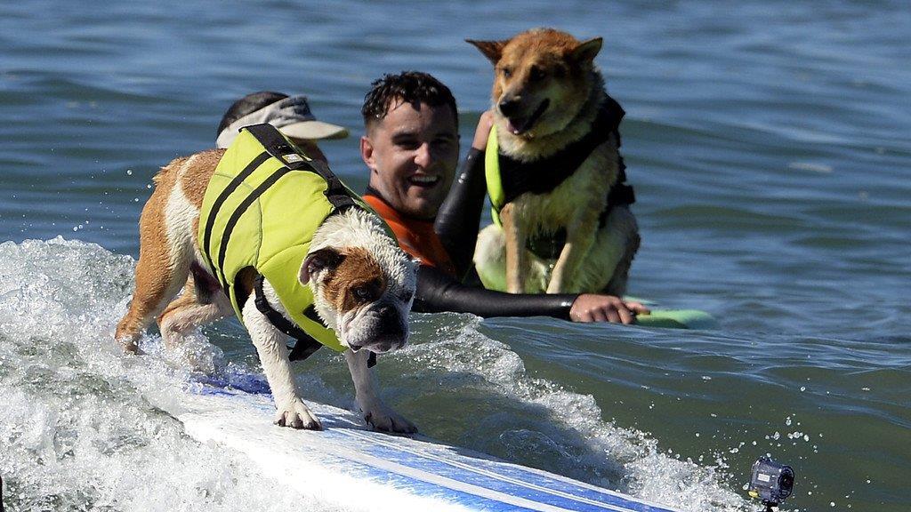 Hundesurfen in Kalifornien