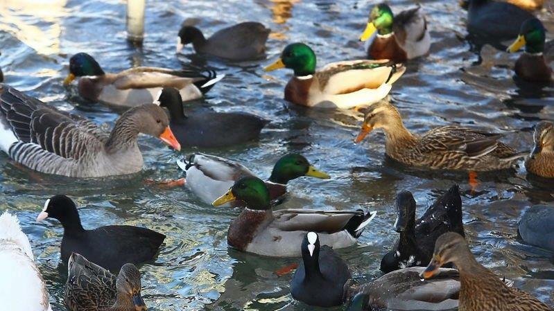 Eisfläche am Lepi-Weiher