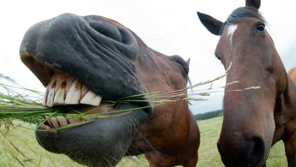 Die beeindruckendsten Tierbilder KW 26
