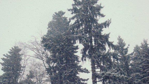 Winterimpressionen aus Ebenau