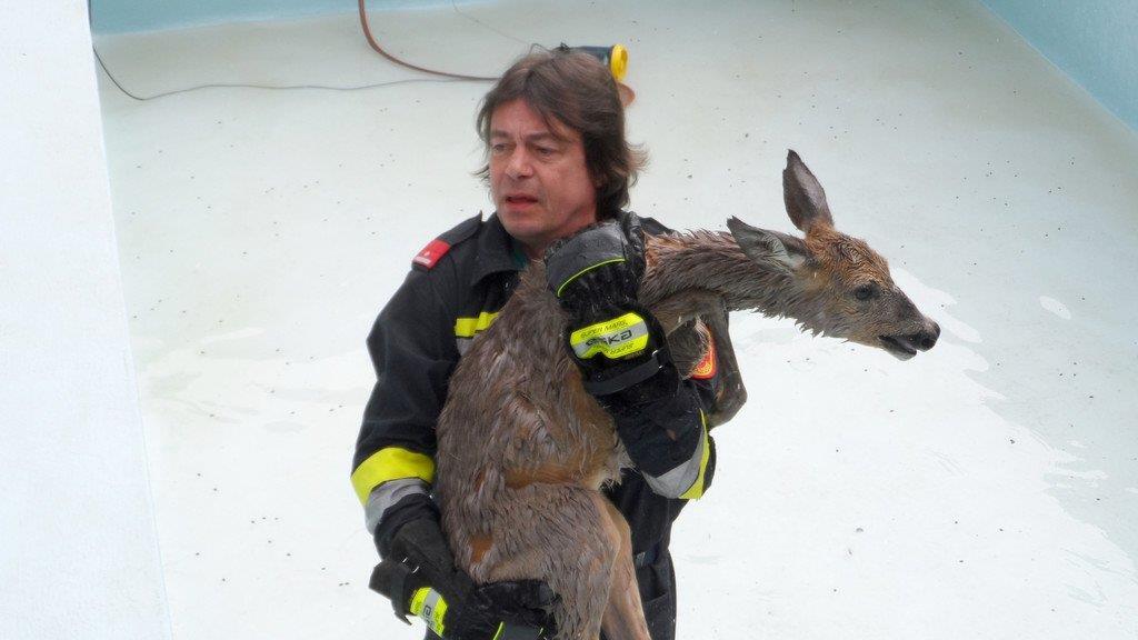 Rehe gerettet