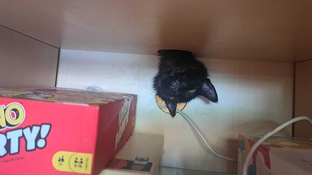 Katzenrettung Bischofshofen