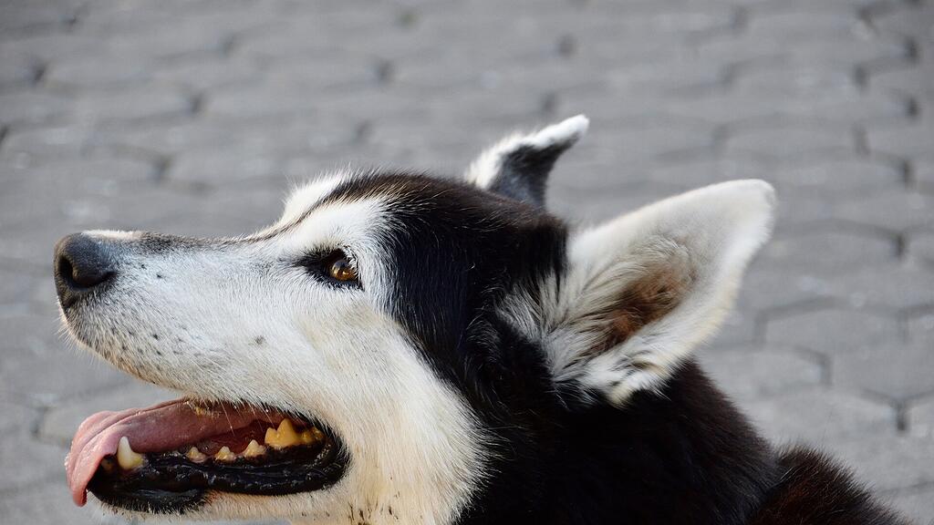 symb_hund