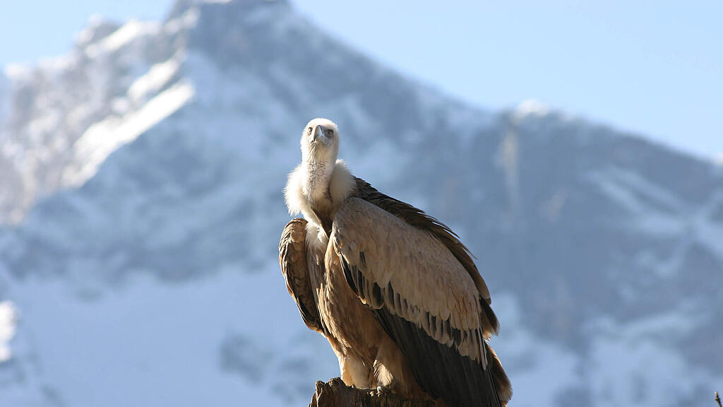 ZooSBG_GänsegeierGundula.jpg