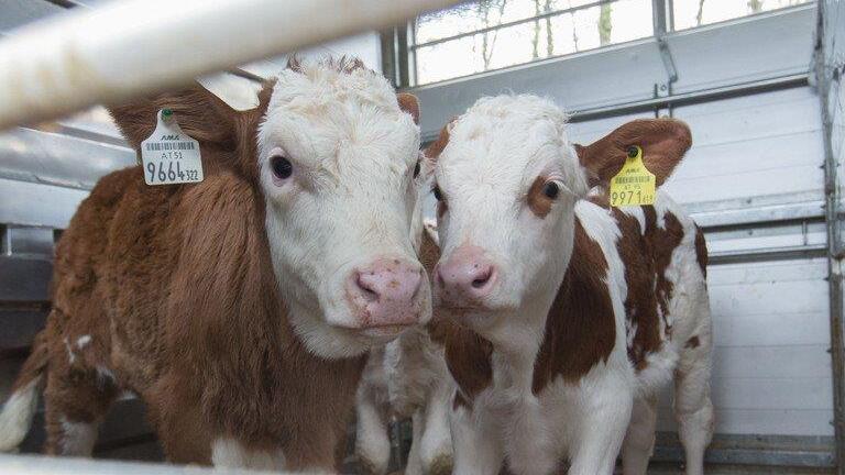 Tiertransporte kontrolliert