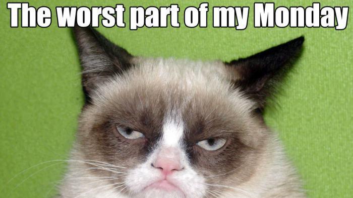 Tard, the grumpy cat: Die besten Memes