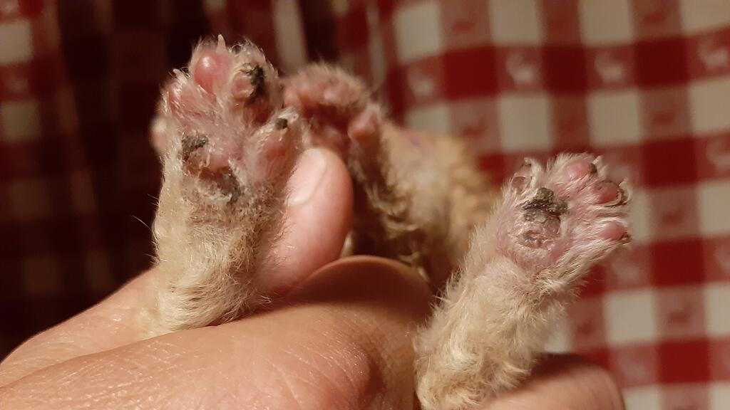 Katzenbaby, Florian, Pfotenhilfe