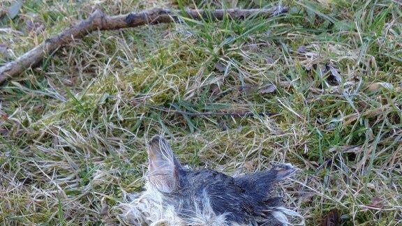 Tierkadaver in Eugendorf