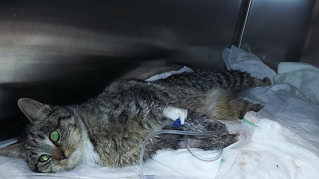 Die tapfere Katze wurde nun „Lucky“ getauft.