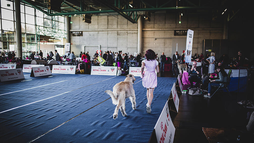 Rassehunde Ausstellung
