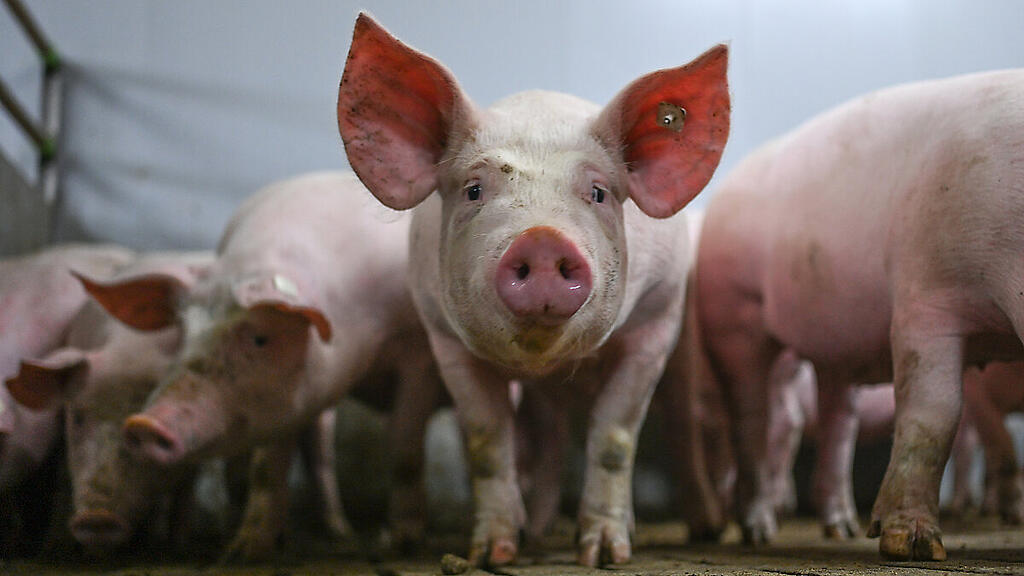 Aufhebung der Bestimmung im Tierschutzgesetz erfolgt mit 1. Juni 2025