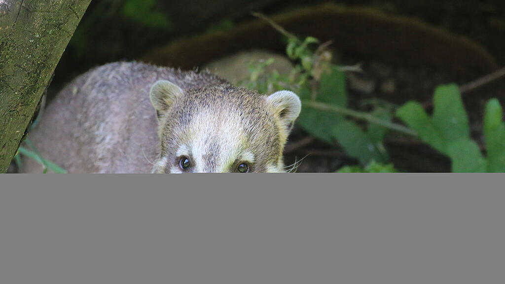 Weißrüsselnasenbär Jacques, Zoo Salzburg