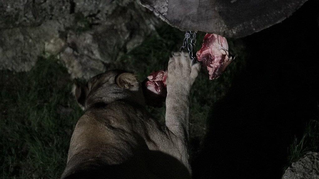Bilder vom Nachtzoo