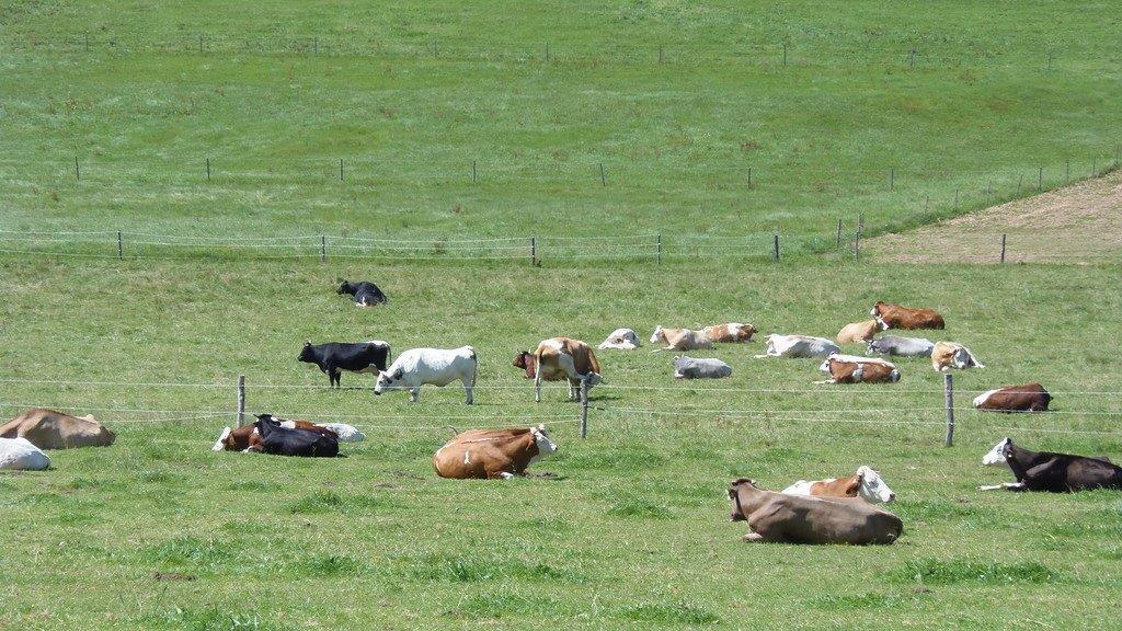 Impressionen der Tiere