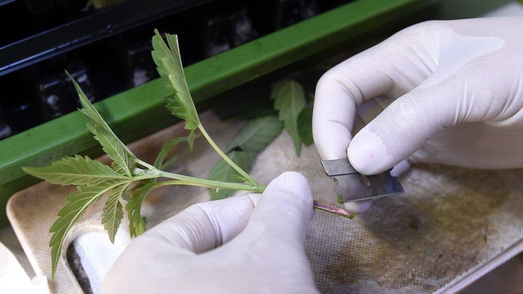 Legale Cannabiszucht