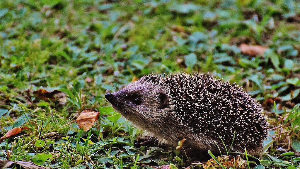 Igel halten bis April Winterschlaf.