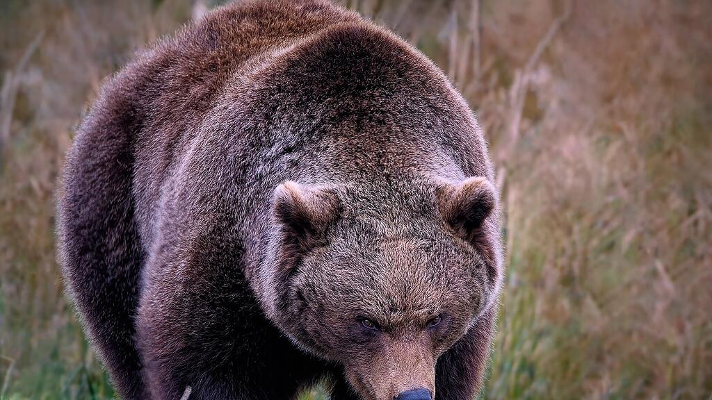 bear-gccb37820c_1920.jpg