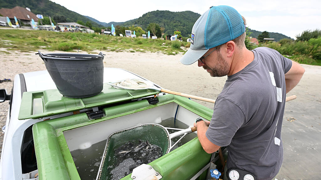 300.000 Störe in der Donau ausgewildert