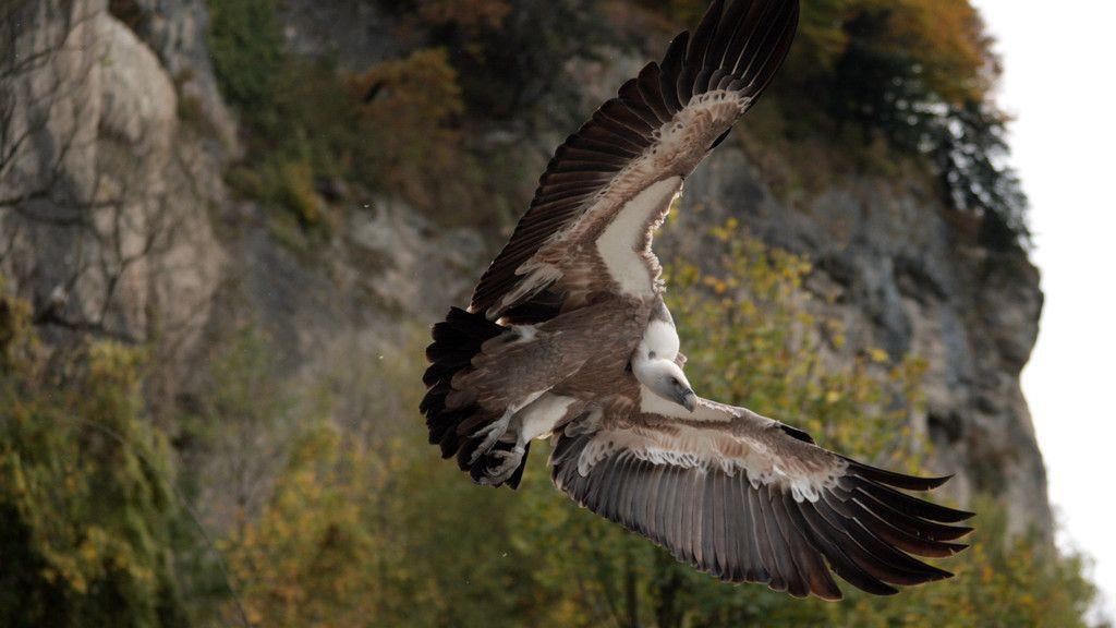 "Gypsi" fliegt mit Salzburger Geiern