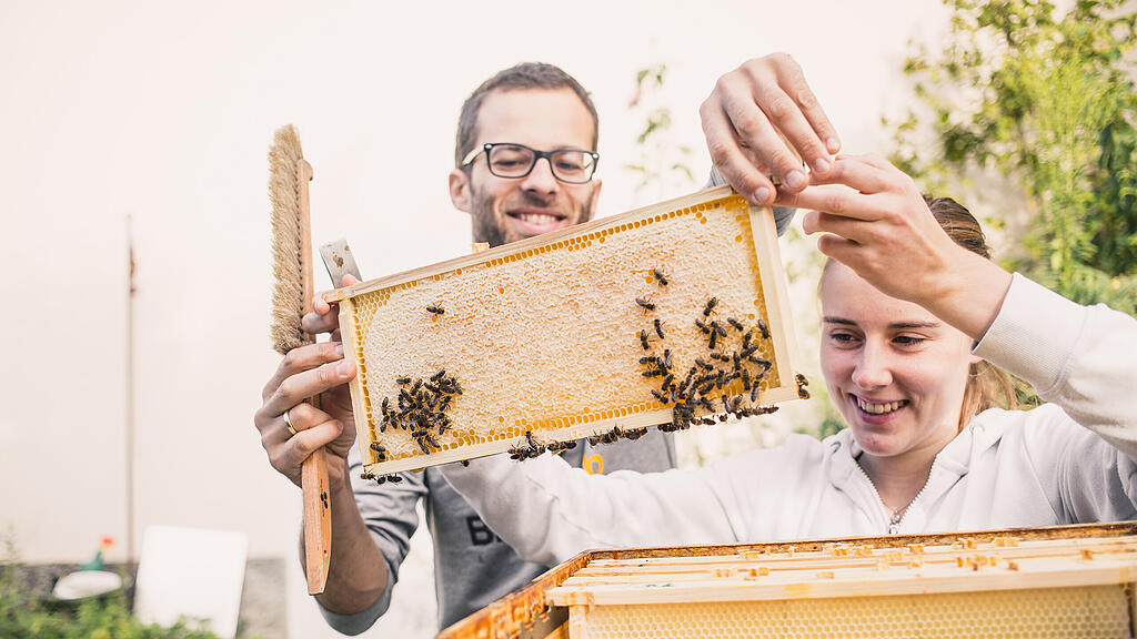 Im Salzburger Stadtgebiet gibt es unzählige Bienenstöcke.