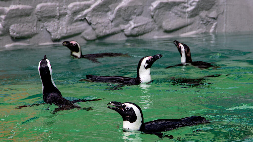 Zoo Salzburg, Brillenpinguine