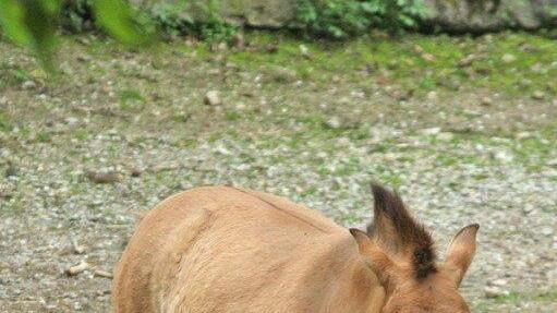 Der Nachwuchs im Zoo Salzburg
