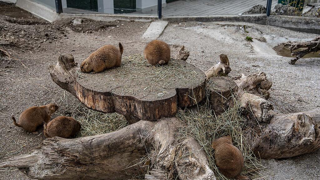 Frühlingserwachen im Zoo