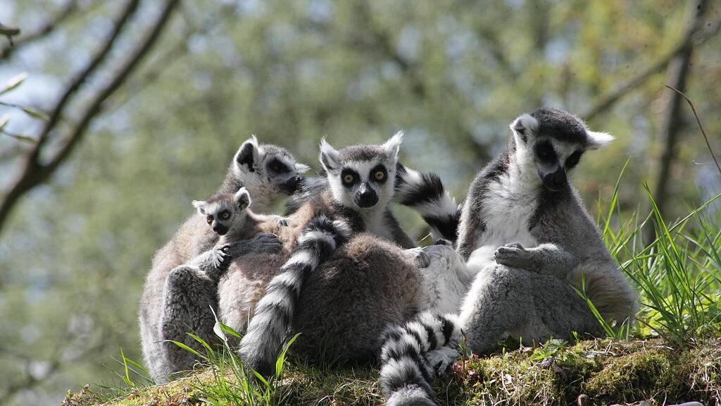 Kattas Zoo Salzburg