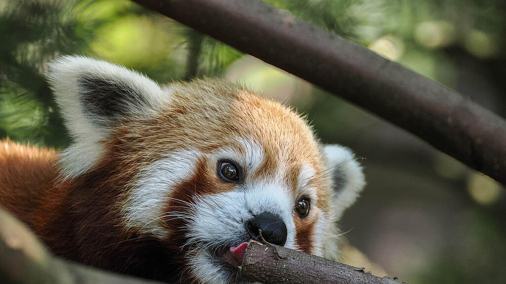 Roter Panda Haku erstmals auf Erkundungstour_c_ZooSBG Angelika Köppl (1).jpg