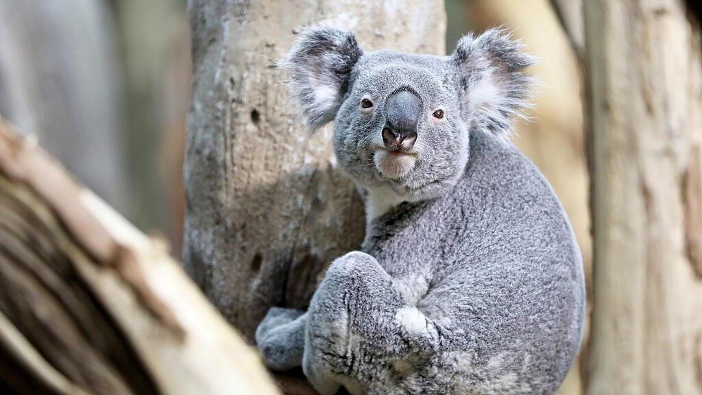 SB, Koala