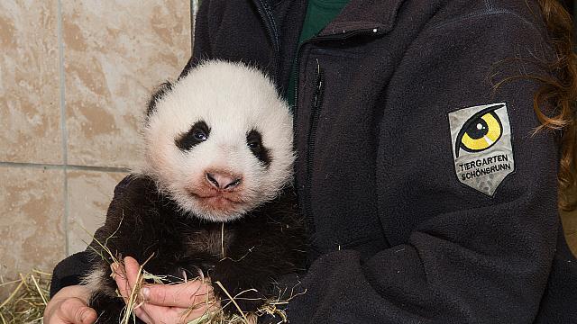 Jüngster Panda-Bub im Tiergarten Schönbrunn beim Wiegen