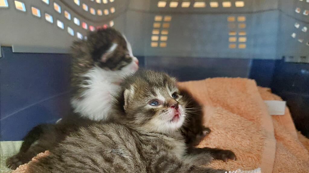 Katzenbabys_Braunau