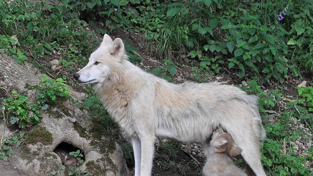 Polarwölfe, Zoo Salzburg, Tierbabys