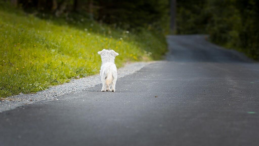 symb_hund symb_tier symb_allein