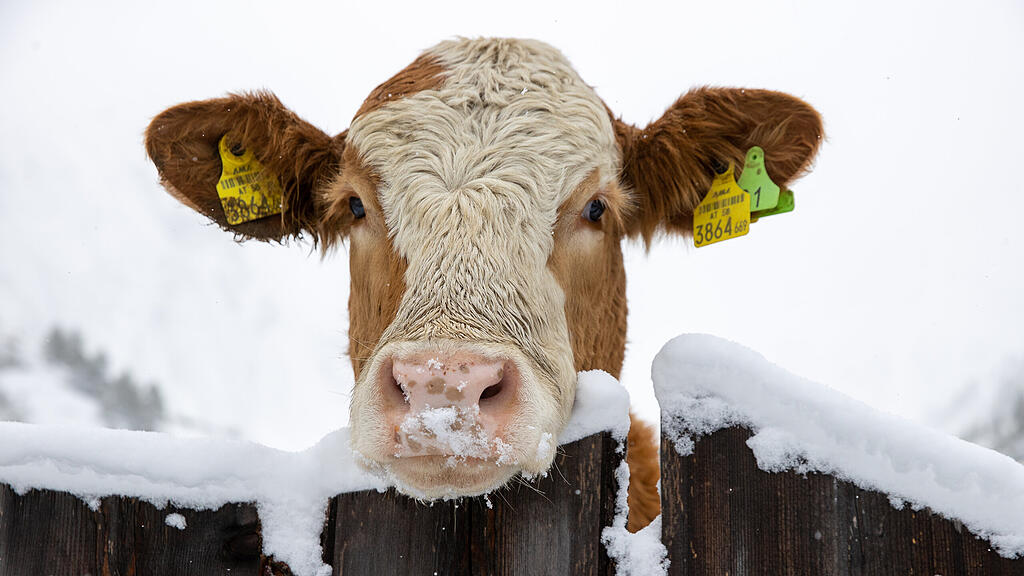 Wintereinbruch: Neuschnee in Tirol, Schnee,