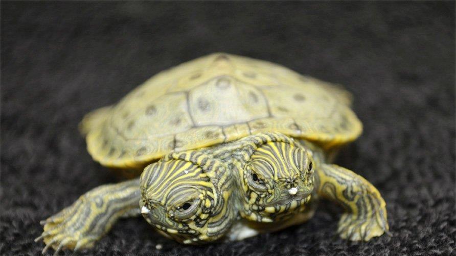 Die beeindruckendsten Tierbilder KW 26