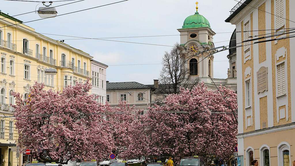 Magnolienbäume am Makartplatz