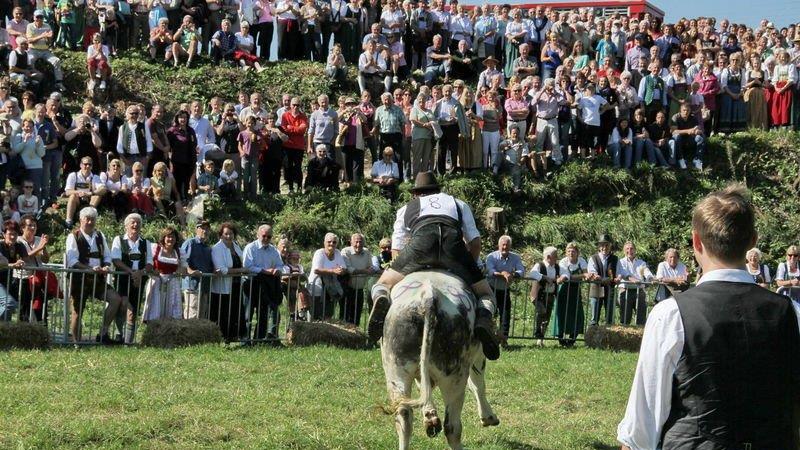 Ochsenrennen in Surheim
