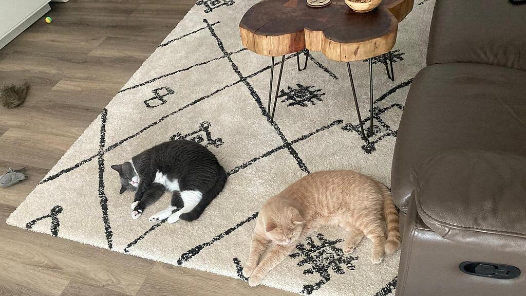 Weltkatzentag 2024
