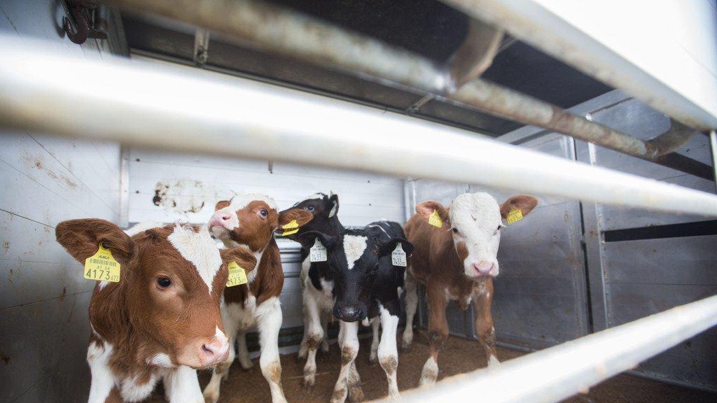 Tiertransporte kontrolliert