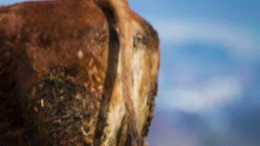 Die beeindruckensten Tierbilder KW 17